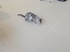 -怪兽屋·羊驼·猫咖·狗咖(俊华广场店)