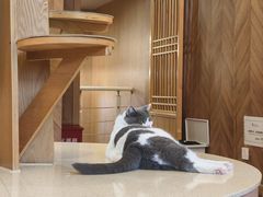 -MOCHA明星猫咖(田子坊店)