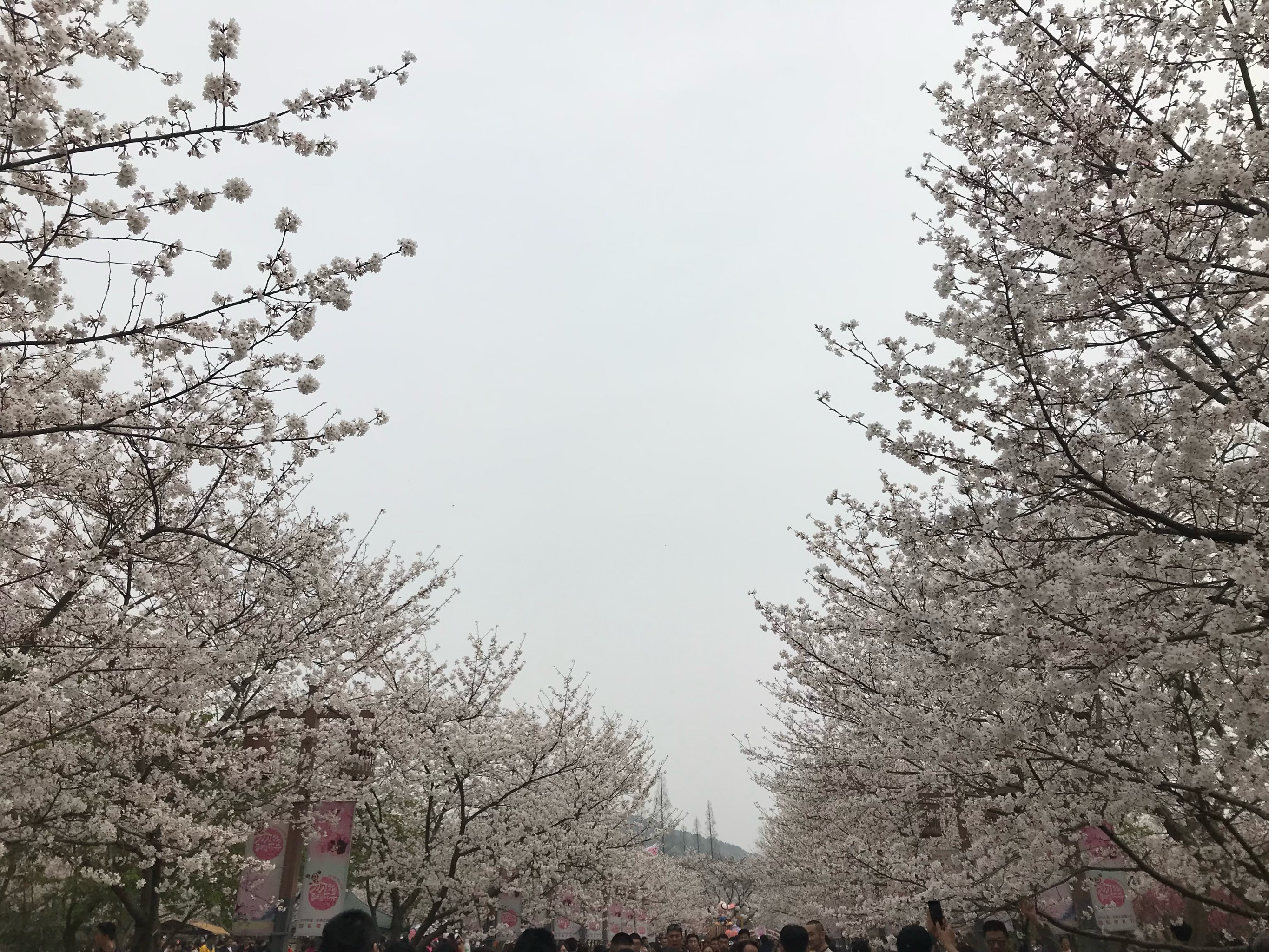 辽宁省朝阳市樱花节图片