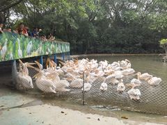 -广州长隆飞鸟乐园