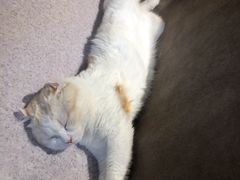 -猫和宫(六道口店)