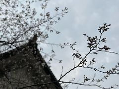 -武汉大学-樱园