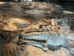 -自贡恐龙博物馆