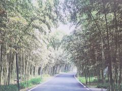 -安吉竹博园