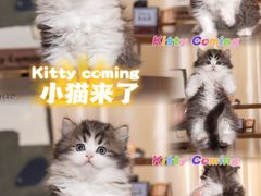 -小猫来了·猫舍(红山六九七九店)