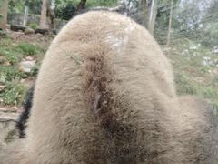 -都江堰中华大熊猫苑