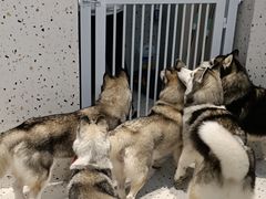 -Husky Go!哈士奇体验馆·宠物咖啡厅狗咖