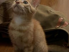 -关爱动物医院·心脏·中兽医·异宠(金牛路分院)