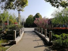 -紫薇公园