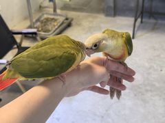 -吉丁鸟咖·异宠·寄养