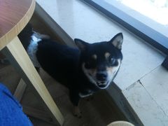 -柴犬小屋·柴餐厅·狗咖食堂(金鼎广场店)