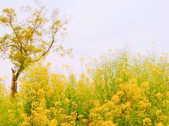 -桤木河湿地公园