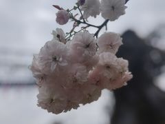 -天适樱花悠乐园