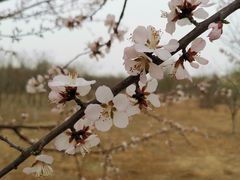 -西青郊野公园