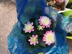 -双季花艺园艺市场(浦东店)