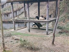 -中国大熊猫保护研究中心雅安碧峰峡基地