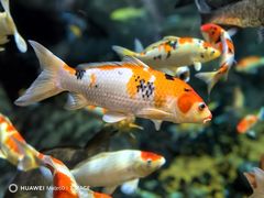 -上海海洋水族馆