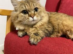 -momokira米努特·德文卷毛猫·棉花面纱犬