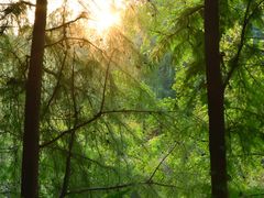 -上海共青森林公园