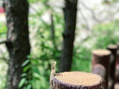 -羚羊峡古栈道森林公园