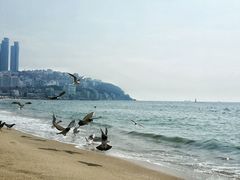 -海云台海滩