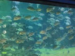 -烟台海昌鲸鲨海洋公园