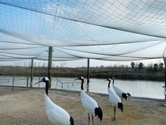 -盐城丹顶鹤湿地生态旅游区