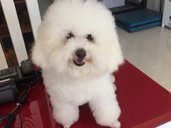 -创凡宠物医院·骨专科  猫科中心(西乡分院)
