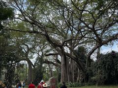 -瑞丽独树成林风景区