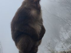 -峨眉山风景名胜区