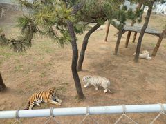 -西霞口神雕山野生动物世界