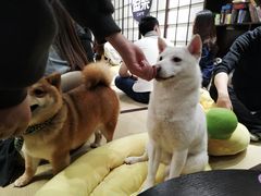 -逗柴咖啡屋·狗咖猫咖宠物桌游