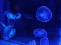 -芜湖新华联大白鲸海洋公园