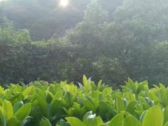 -火炉山森林公园