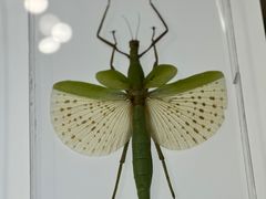 -上海昆虫博物馆