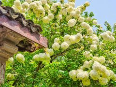 -惠山古镇·寄畅园