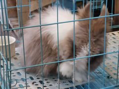 -志龙皇冠吃货椰子铺