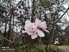 -上海辰山植物园