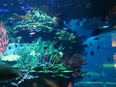 -迪拜帆船酒店海底餐厅