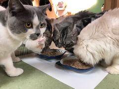 -猫和宫(六道口店)