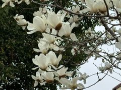 -贡湖湾湿地公园