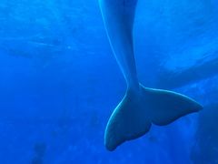 -海合安天津极地海洋公园