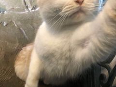 -猫猫幼稚园·撸猫·桌游·电玩