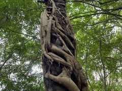 -中国科学院西双版纳热带植物园