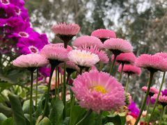 -三圣花乡旅游区