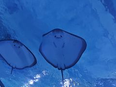 -海合安武汉极地海洋公园