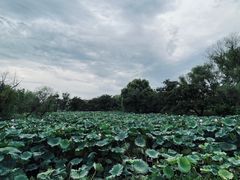 -西溪国家湿地公园