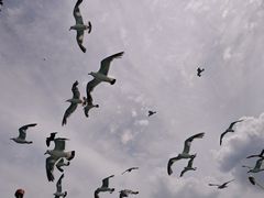 -海驴岛(荣成市)