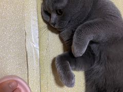 -中农国际动物医院24小时·猫科·骨科·急重症中心