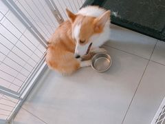 -柚子猫舍·精品猫舍购猫·猫咪认养·购宠·宠物店